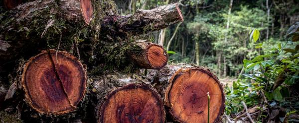 Timber logging in the Brazilian Amazon © Marcelo, Adobe Stock
